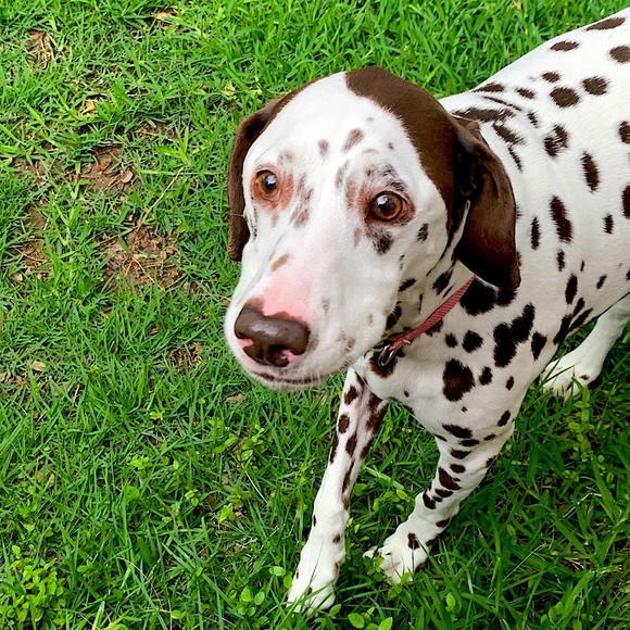 Meet your Posher, Autumn - Picture 1 of 4